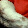 lepomatons Leprosy (2)